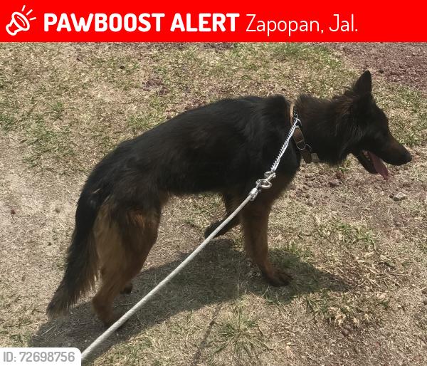 Lost Male Dog last seen LUIS G MONZON Y VENUSTIANO CARRANZA, COL. CONSTITUCION, ZAPOPAN, Zapopan, Jal. 