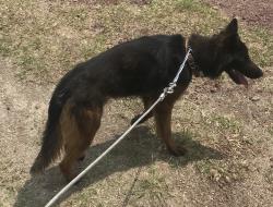 Lost Male Dog last seen LUIS G MONZON Y VENUSTIANO CARRANZA, COL. CONSTITUCION, ZAPOPAN, Zapopan, Jal. 