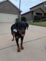 Found/Stray Female Dog last seen Wilmeth Rd - TimberRidge neighborhood , McKinney, TX 75070
