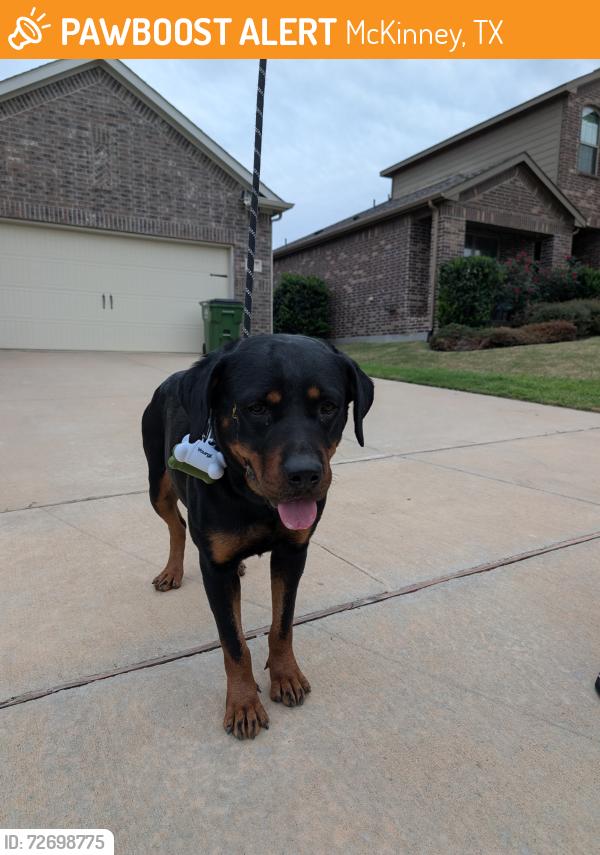 Found/Stray Female Dog last seen Wilmeth Rd - TimberRidge neighborhood , McKinney, TX 75070