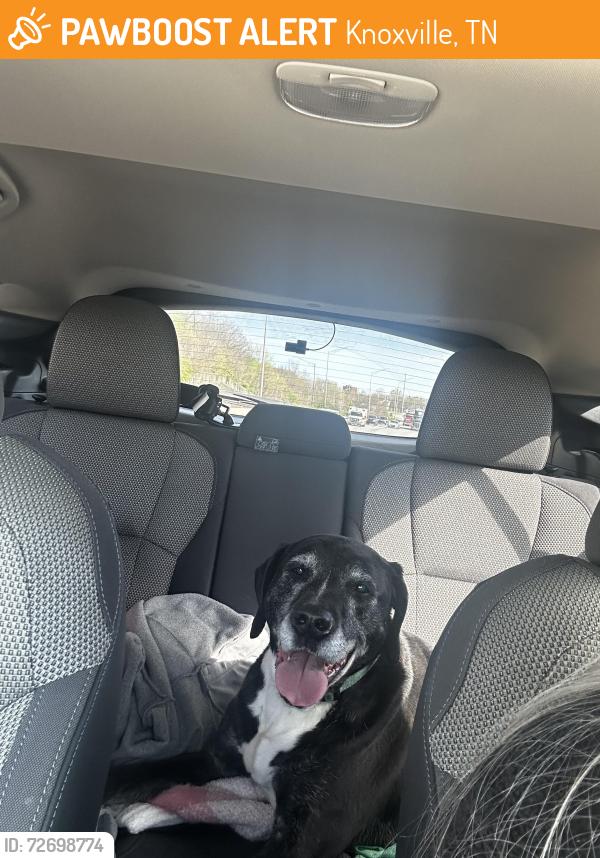Found/Stray Unknown Dog last seen Cooper Rd, by the Strawberry Plains Church, Knoxville, TN 37871