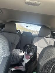 Found/Stray Unknown Dog last seen Cooper Rd, by the Strawberry Plains Church, Knoxville, TN 37871