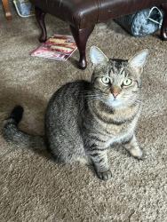 Lost Male Cat last seen Tesco , Saint Mellons, Wales CF3