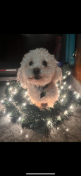 Lost Male Dog last seen Mary Webb park El Paso TX 79003, El Paso, TX 79903