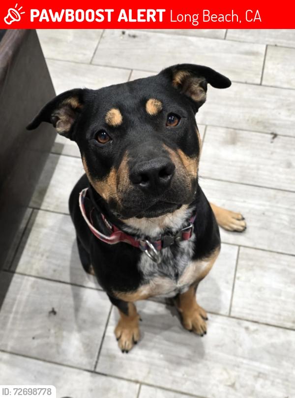 Lost Male Dog last seen ., Long Beach, CA 90810