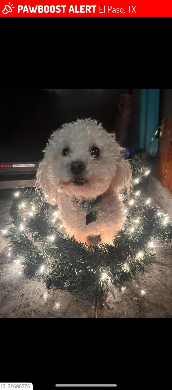 Lost Male Dog last seen Mary Webb park El Paso TX 79003, El Paso, TX 79903