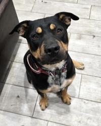 Lost Male Dog last seen ., Long Beach, CA 90810