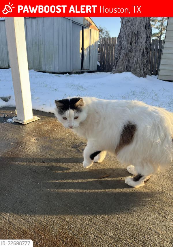 Lost Male Cat last seen woodforest blvd , Houston, TX 77015