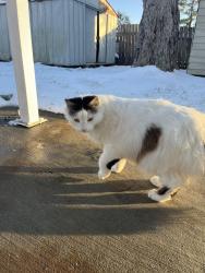 Lost Male Cat last seen woodforest blvd , Houston, TX 77015