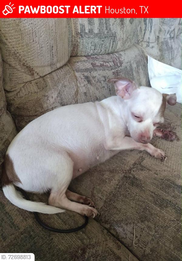 Lost Female Dog last seen Jackrabbit Rd, Houston, TX 77041