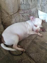 Lost Female Dog last seen Jackrabbit Rd, Houston, TX 77041