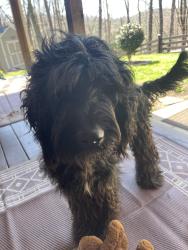 Found/Stray Male Dog last seen Weeks lane, Ellijay, GA 30540
