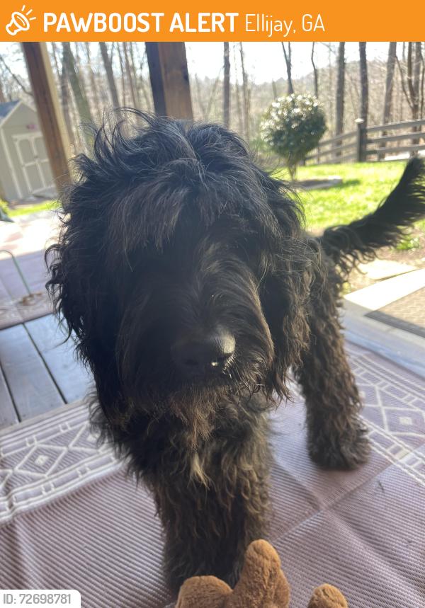 Found/Stray Male Dog last seen Weeks lane, Ellijay, GA 30540