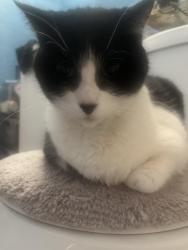 Found/Stray Unknown Cat last seen Freeland Street, Pittsburgh, PA 15210