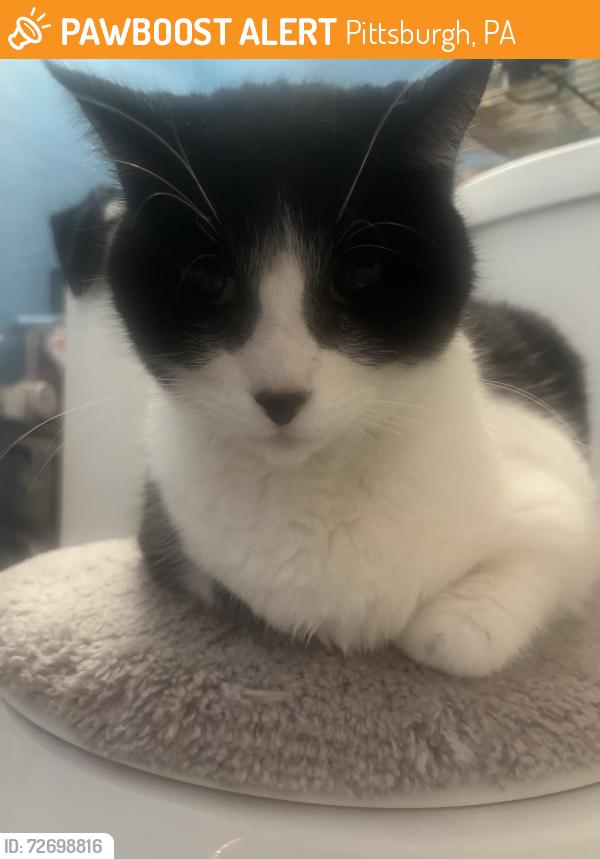 Found/Stray Unknown Cat last seen Freeland Street, Pittsburgh, PA 15210