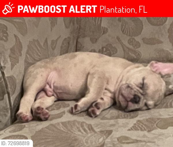 Lost Male Cat last seen And plantation area by plantation police department over by Publix somewhere open in that neighborhood, Plantation, FL 33317