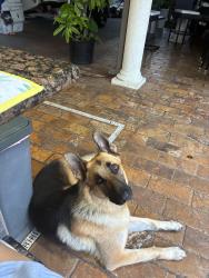 Lost Male Dog last seen Robert Hunter park trail , Miami, FL 33177