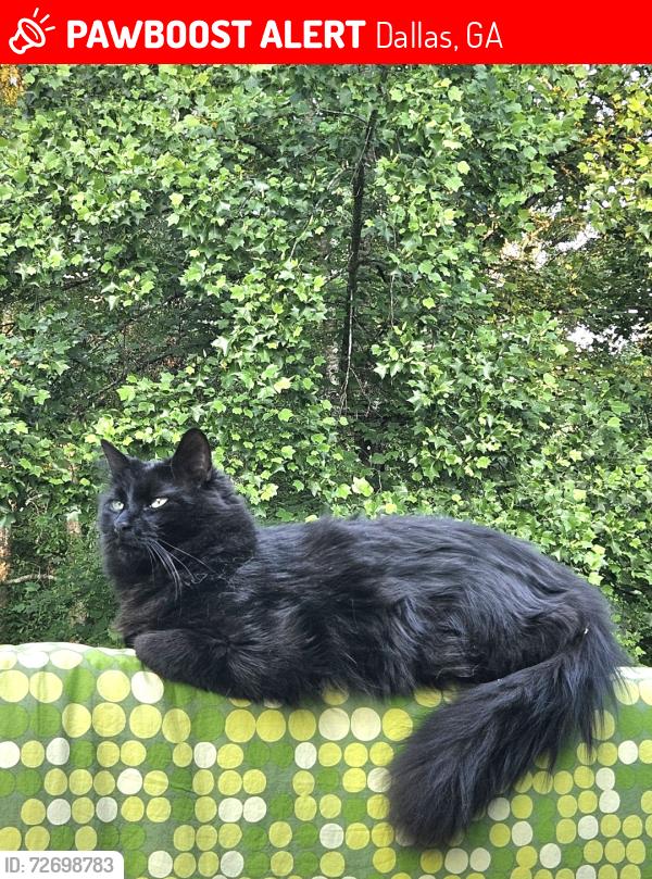 Lost Male Cat last seen Mt. Olivet Rd, Dallas, GA 30132