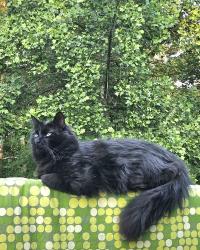 Lost Male Cat last seen Mt. Olivet Rd, Dallas, GA 30132