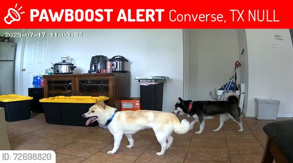 Lost Female Dog last seen I10 & 1604 Anderson Loop, Converse, TX NULL