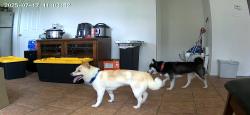 Lost Female Dog last seen I10 & 1604 Anderson Loop, Converse, TX NULL