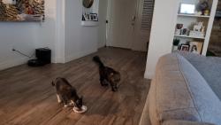 Lost Male Cat last seen At  last night deanna dr, Peoria, AZ 85382