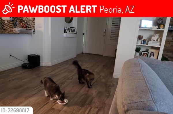 Lost Male Cat last seen At  last night deanna dr, Peoria, AZ 85382