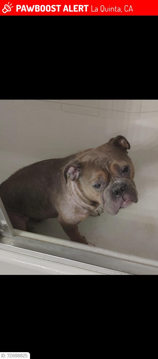 Lost Female Dog last seen Alvarado and Sinaloa, La Quinta, CA 92253