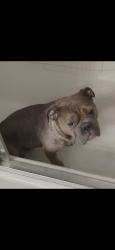 Lost Female Dog last seen Alvarado and Sinaloa, La Quinta, CA 92253
