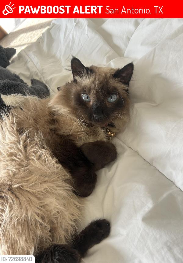 Lost Female Cat last seen Ragtime Rd, Heavenly Sky, San Antonio, TX 78260