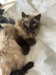 Lost Female Cat last seen Ragtime Rd, Heavenly Sky, San Antonio, TX 78260