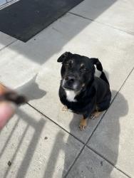 Found/Stray Male Dog last seen Downs, Charlotte, NC 28273