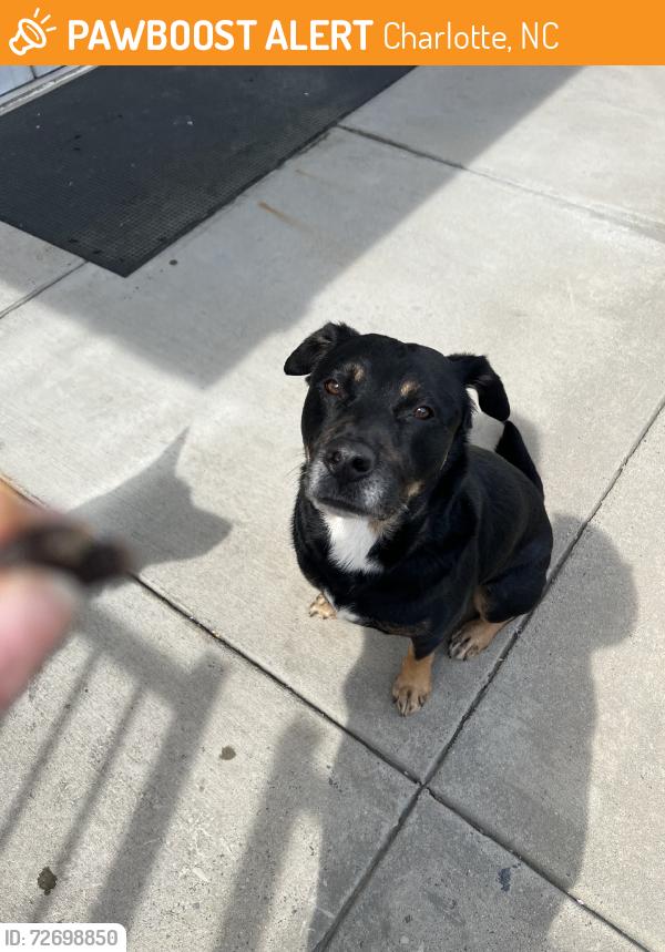 Found/Stray Male Dog last seen Downs, Charlotte, NC 28273