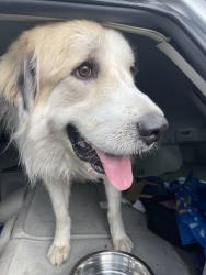 Found/Stray Unknown Dog last seen St. Vincent's hosp, Birmingham, AL 35233