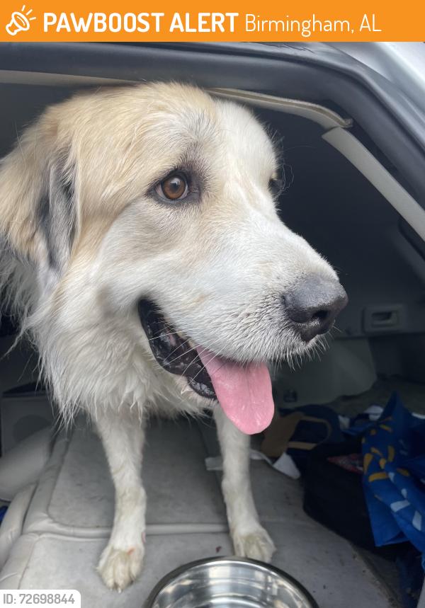 Found/Stray Unknown Dog last seen St. Vincent's hosp, Birmingham, AL 35233