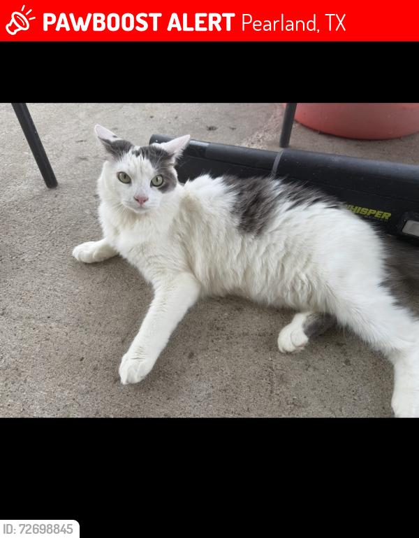 Lost Female Cat last seen Behind retention pond, Pearland, TX 77581