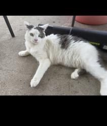 Lost Female Cat last seen Behind retention pond, Pearland, TX 77581