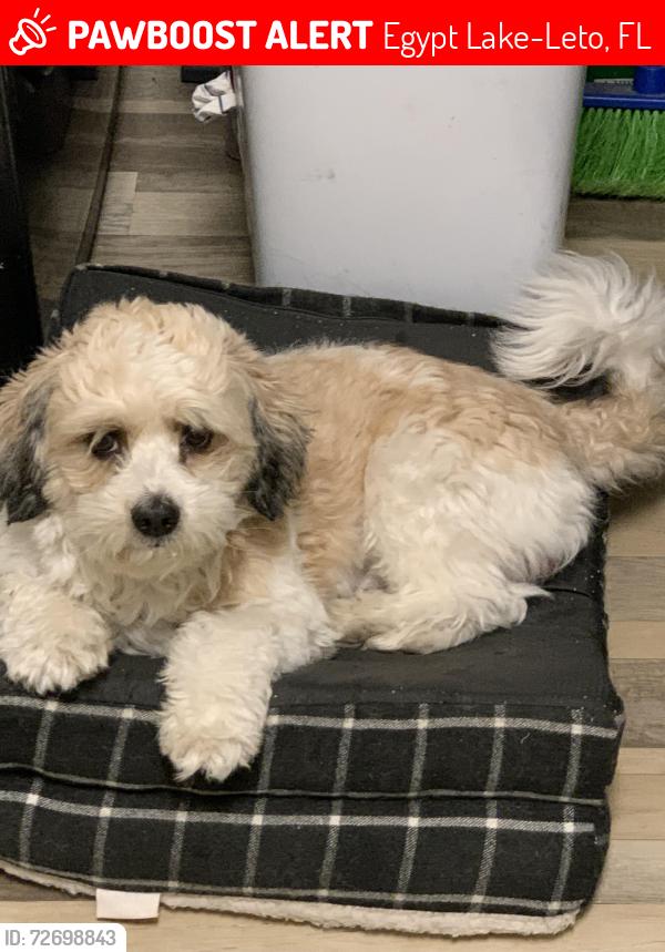 Lost Male Dog last seen Waters & Himes, Egypt Lake-Leto, FL 33614