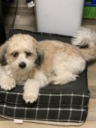 Lost Male Dog last seen Waters & Himes, Egypt Lake-Leto, FL 33614