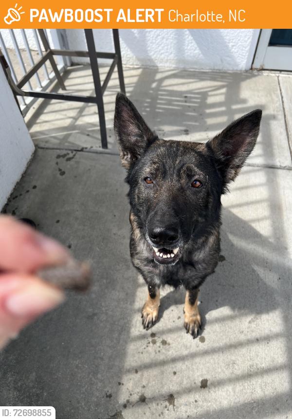 Found/Stray Female Dog last seen Downs, Charlotte, NC 28273