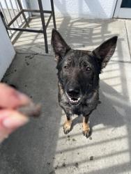 Found/Stray Female Dog last seen Downs, Charlotte, NC 28273
