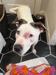 Found/Stray Female Dog last seen Iowa and new Braunfels , San Antonio, TX 78203