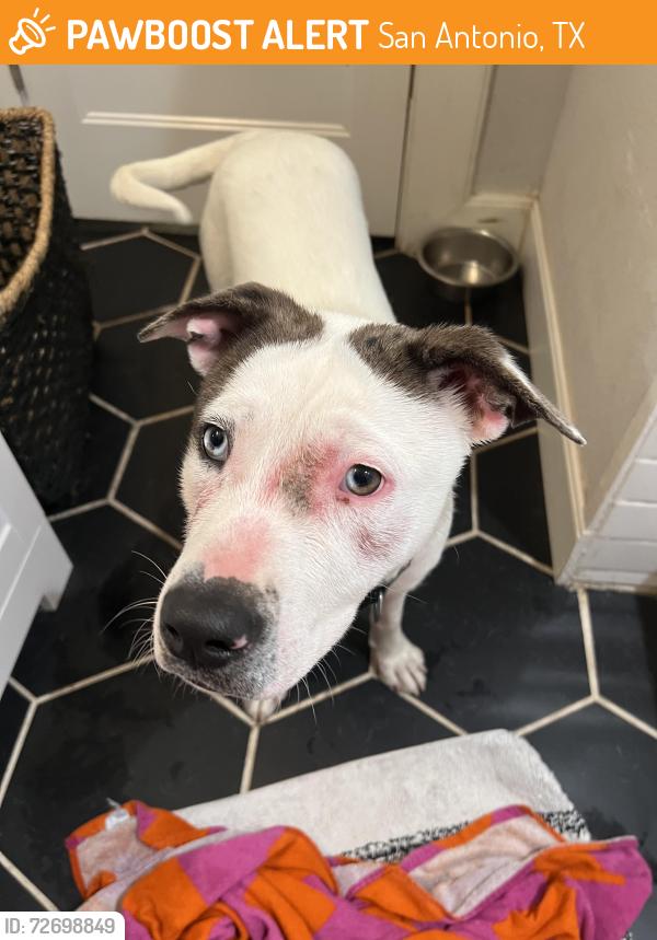 Found/Stray Female Dog last seen Iowa and new Braunfels , San Antonio, TX 78203