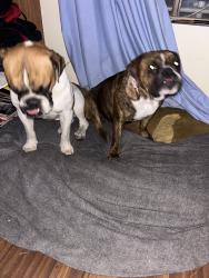 Found/Stray Female Dog last seen Maryland and Harmon, Las Vegas, NV 89119
