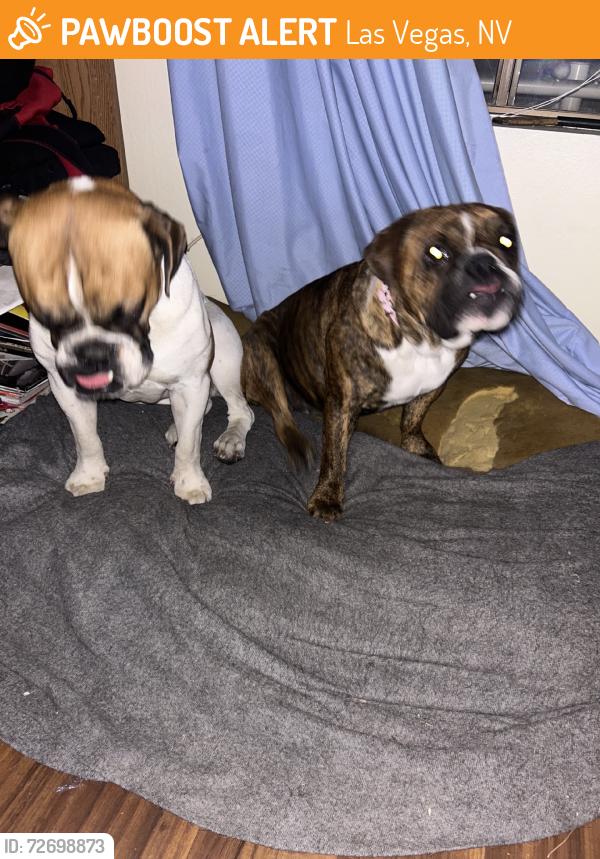 Found/Stray Female Dog last seen Maryland and Harmon, Las Vegas, NV 89119