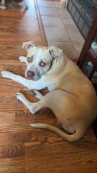 Lost Male Dog last seen Mt. Olive and Madison 6041, Elkins, AR 72727
