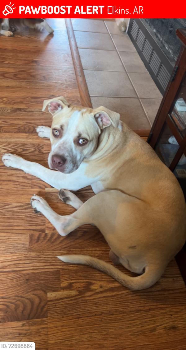 Lost Male Dog last seen Mt. Olive and Madison 6041, Elkins, AR 72727