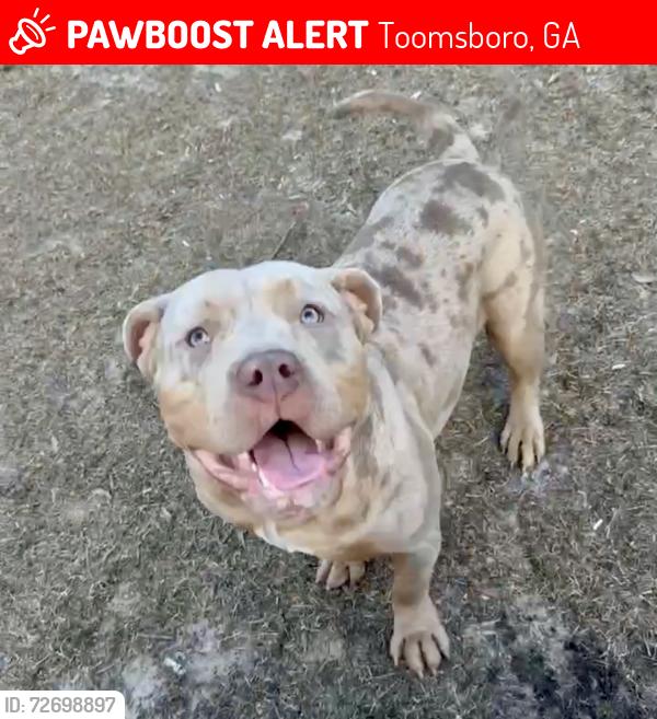 Lost Male Dog last seen Sandy creek road, Toomsboro, GA 31090