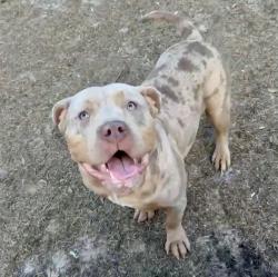 Lost Male Dog last seen Sandy creek road, Toomsboro, GA 31090