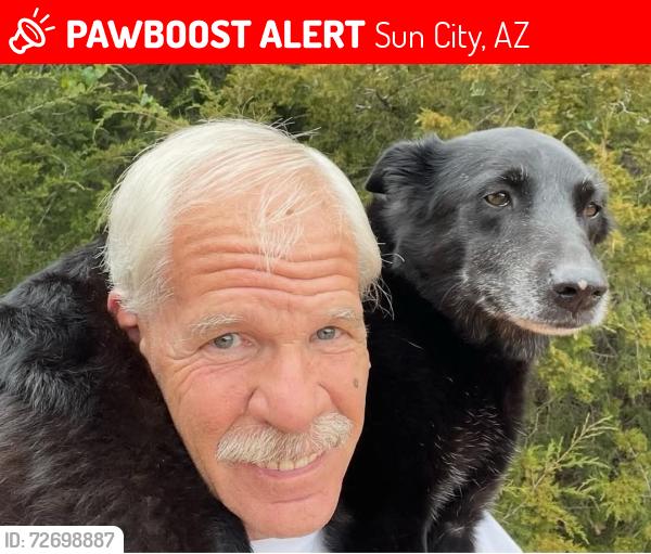 Lost Female Dog last seen Grand ave and 107th ave, Sun City, AZ 85351